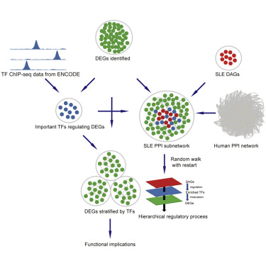 Identification of regulatory modules that stratify lupus disease mechanism through integrating multi-omics data preview