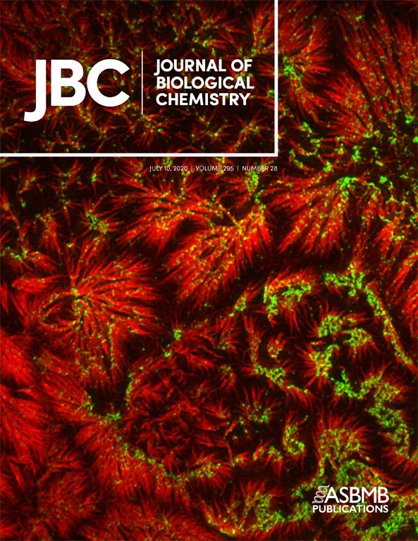 RAS internal tandem duplication disrupts GTPase-activating protein (GAP) binding to activate oncogenic signaling preview