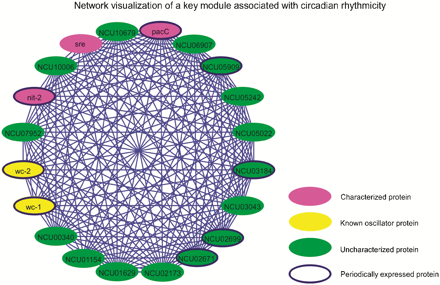 A predicted protein-protein interaction network of the filamentous fungus Neurospora crassa preview