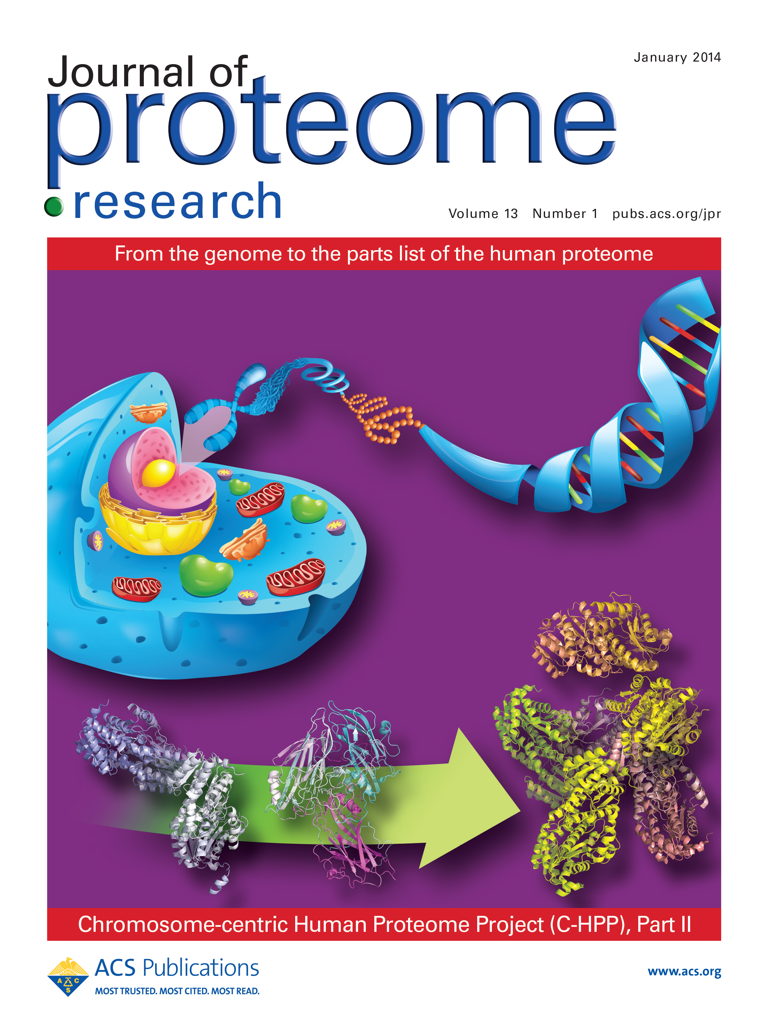 Chromosome-8-Coded Proteome of Chinese Chromosome Proteome Data Set (CCPD) 2.0 with Partial Immunohistochemical Verifications preview