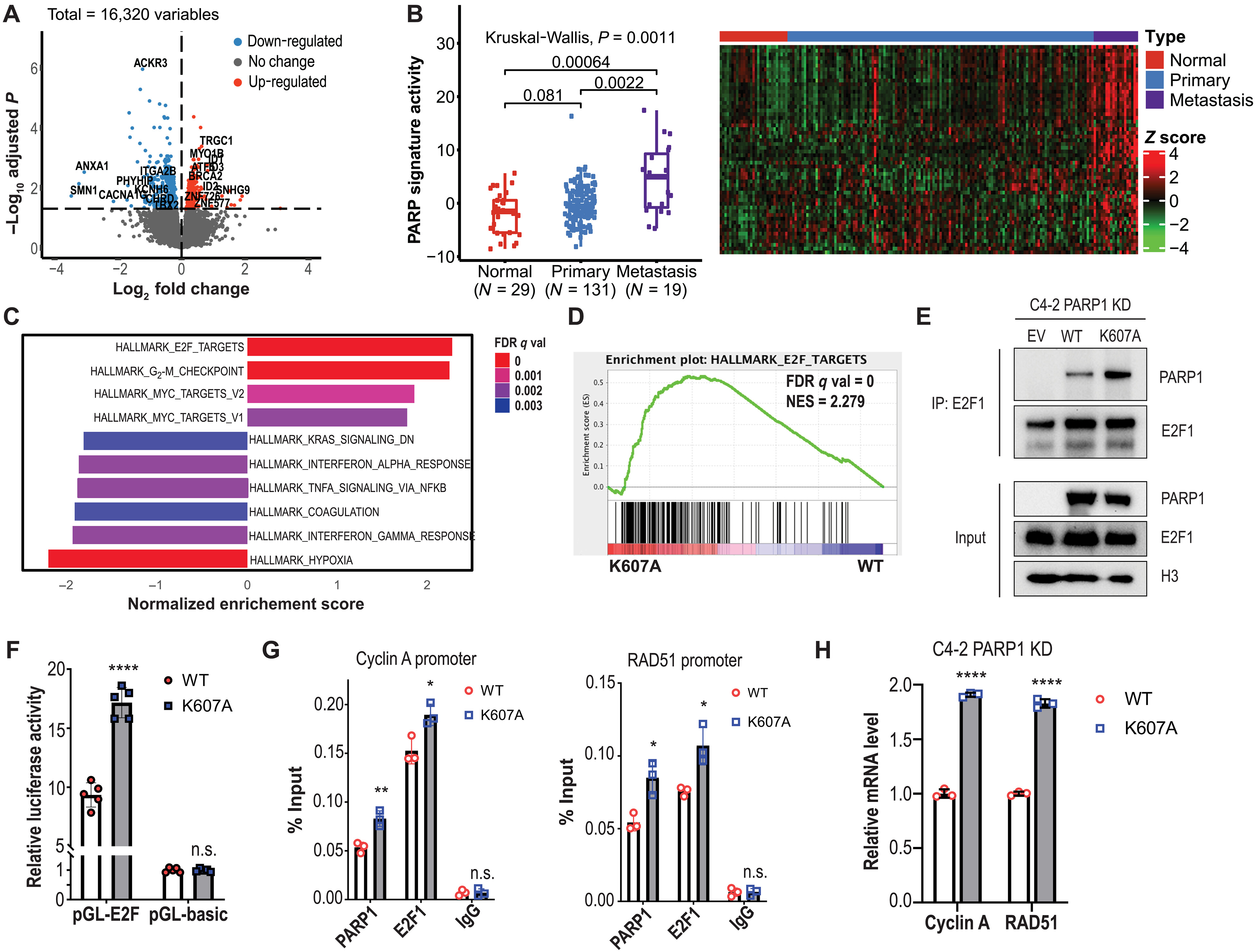 EZH2 directly methylates PARP1 and regulates its activity in cancer preview