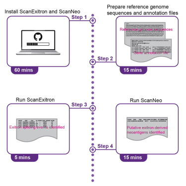 Integrated protocol for exitron and exitron-derived neoantigen identification using human RNA-seq data with ScanExitron and ScanNeo preview